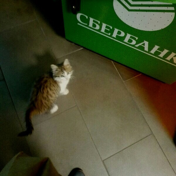 After you? - My, ATM, Sberbank, cat, Milota