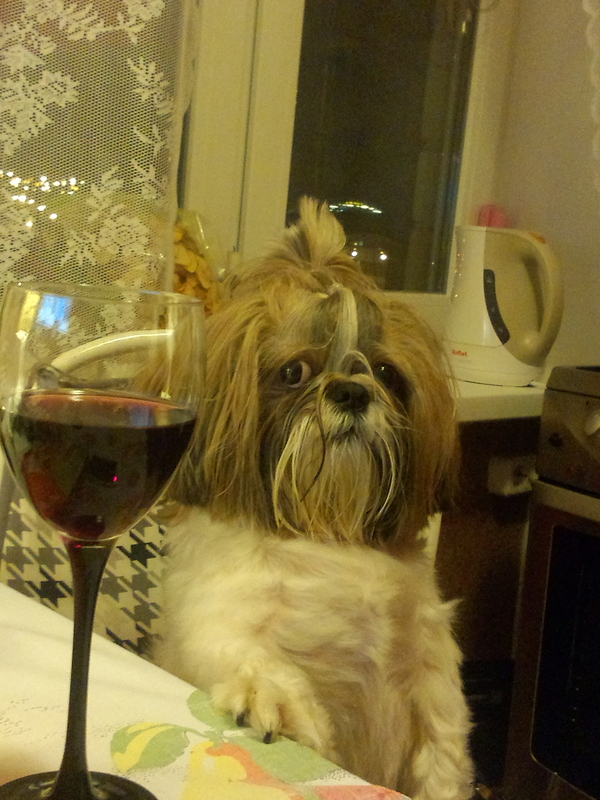 When I got drunk... - My, Dog, Shih Tzu, Wine, Get-togethers, 