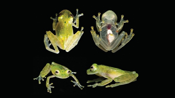 The most transparent of the transparent frogs - Animals, , Frogs, Transparency, Glass, Nature, The science