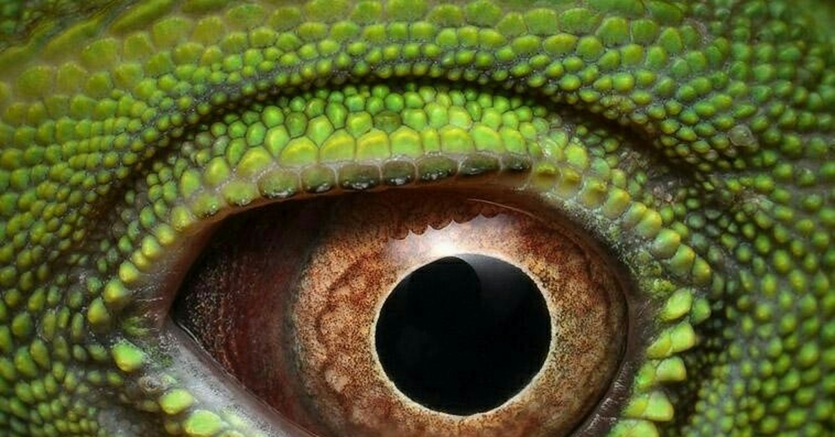 У человека глаза как у змеи фото