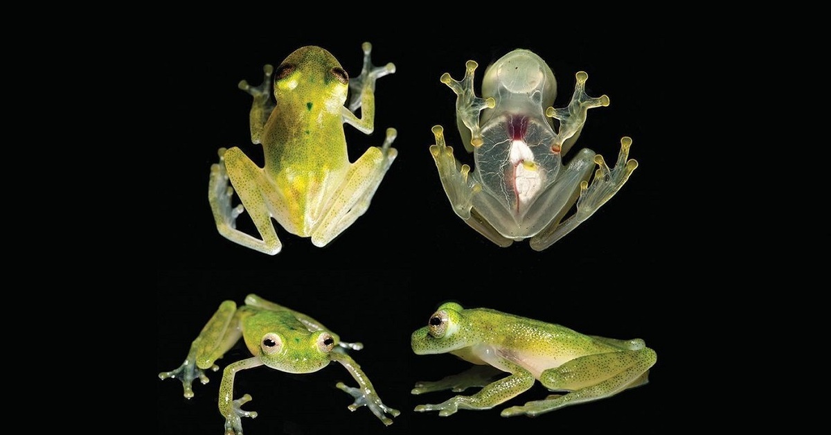 Стеклянная лягушка сообщение. Стеклянная лягушка (Glass Frog). Стеклянная лягушка Флайшмана. Макайская лягушка. Сибирская лягушка Rana amurensis.