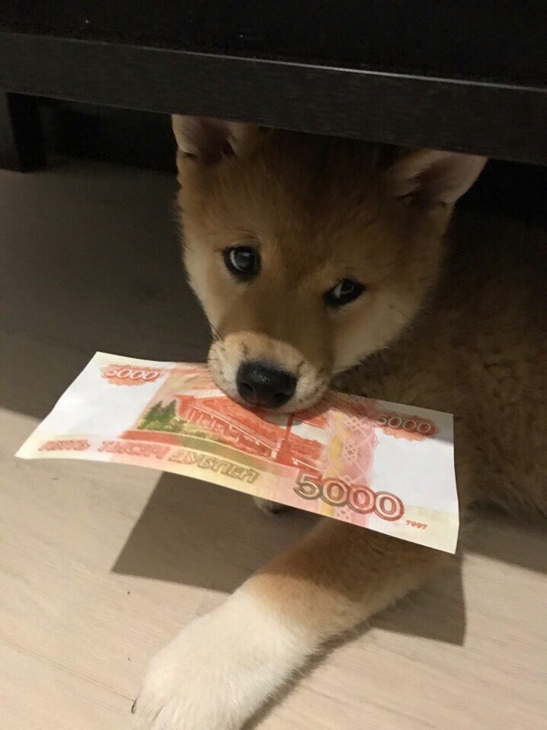 When I brought my paycheck home - Shiba Inu, Money, A life, Goldie, Dog