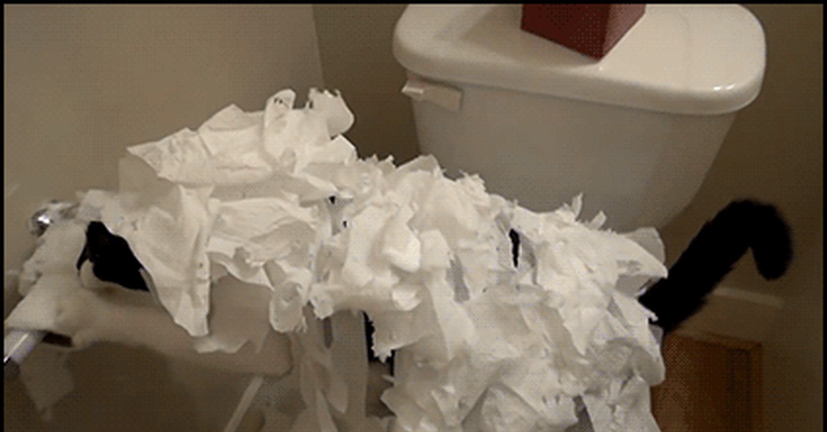 Нужно больше бумаги!, Кот, Туалетная бумага, Гифка.