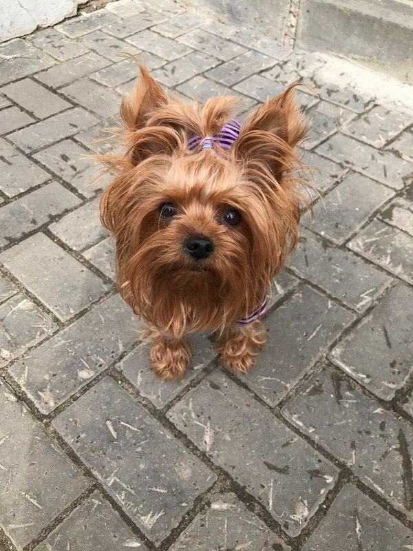 Помогите! пропала собака!(Чебоксары) {НАЙДЕНА}