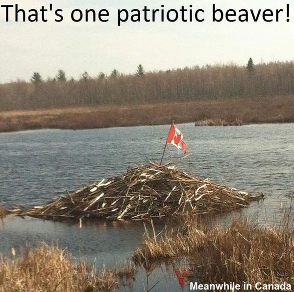 Канадский бобер-патриот