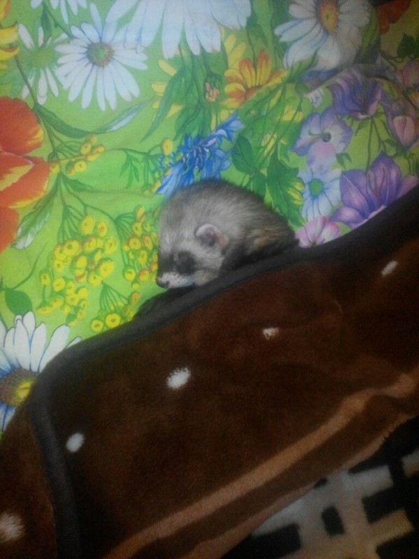 Continuation of the story about the life of the ferret Hori: Go away, this is my bed now - My, Ferret, Milota, Dream, Owner