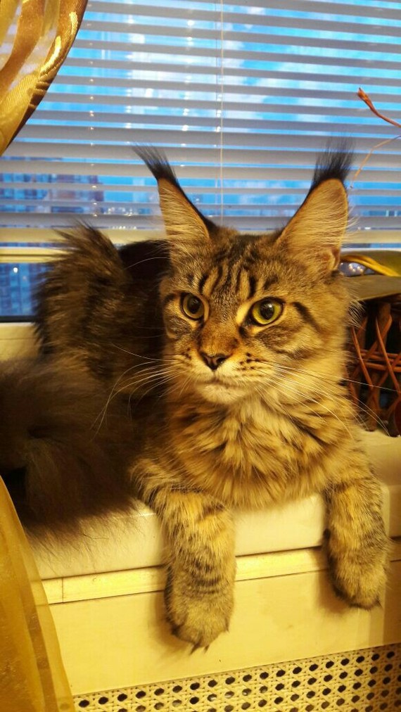 kitty:3 - My, Catomafia, cat, , Maine Coon