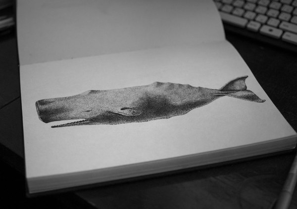 My Dotwork:) - My, Drawing, Art, Dotwork, Sperm whale, Mammals, Ocean
