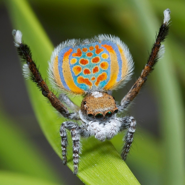 Expressive spiders post. - Spider, Expressiveness, Funny, Longpost