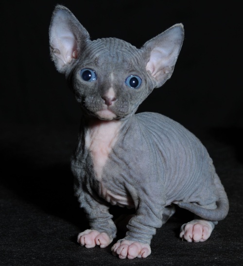 Bambino, Dwarfcat or hairless short-legged dwarf cat. - Cat breeds, Bambino, Video, Longpost, , 