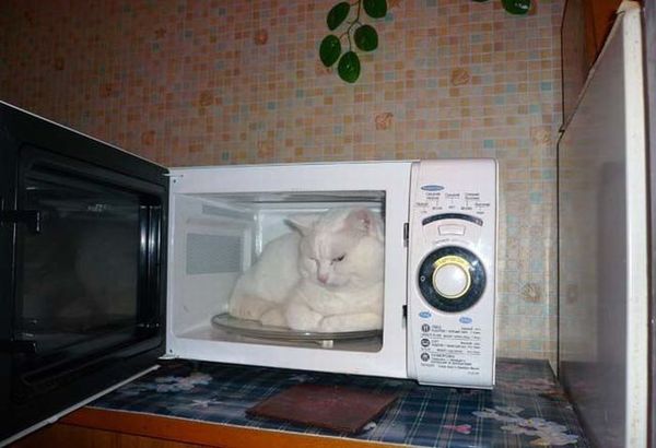 When the heating is turned off in winter :) - cat, The photo, Microwave