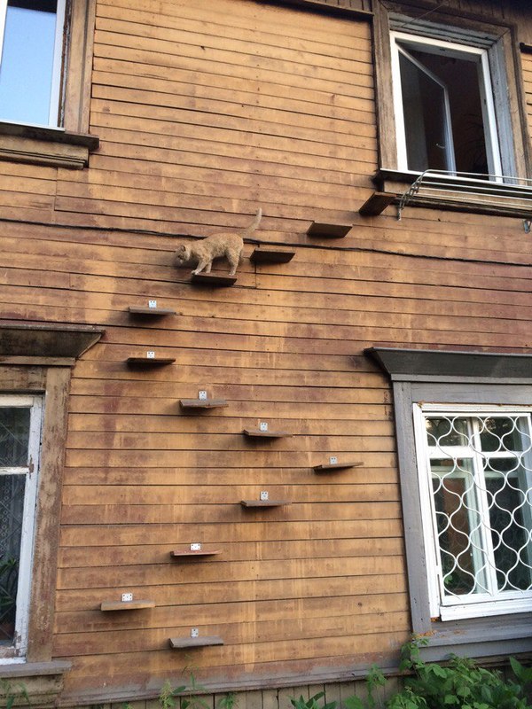 Catwalker - cat, Stairs, House, Extreme