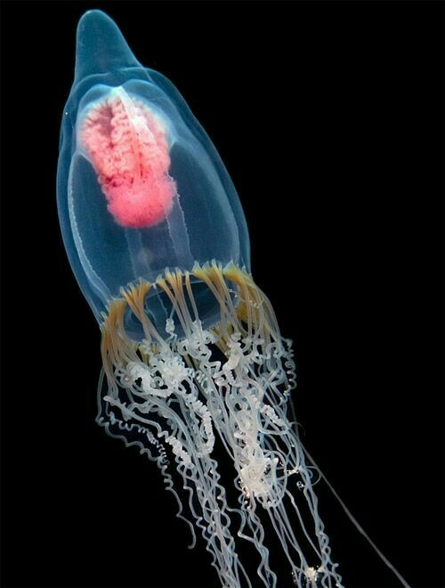 Sea world 1 - Underwater world, Jellyfish, The photo, Longpost