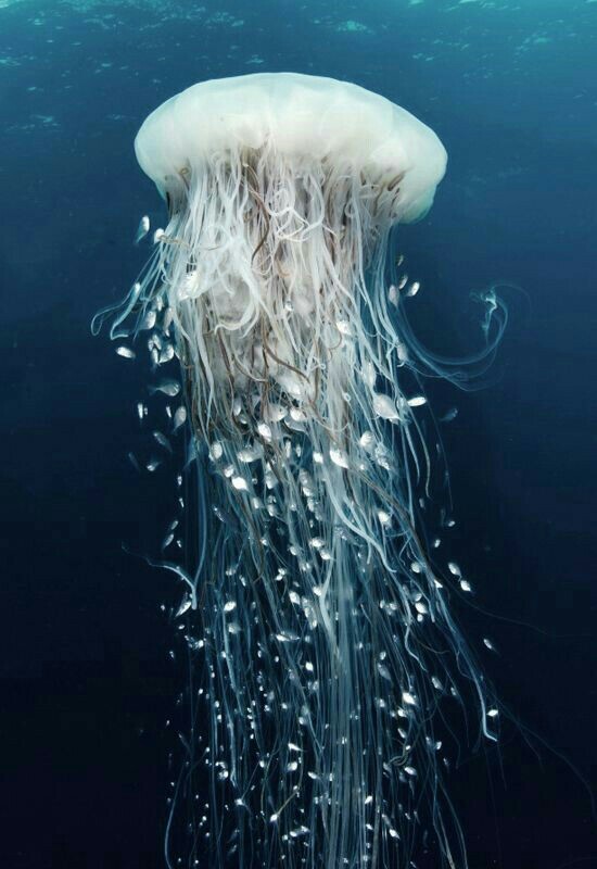 Sea world 1 - Underwater world, Jellyfish, The photo, Longpost