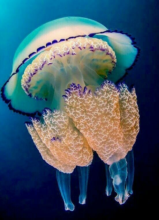 Sea world 1 - Underwater world, Jellyfish, The photo, Longpost