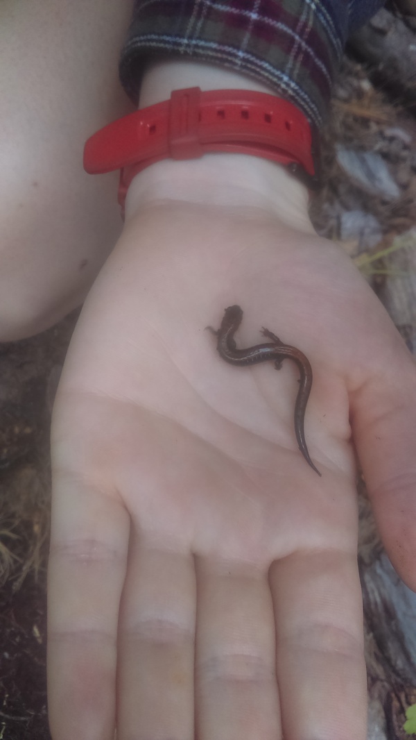 Found a cool salamander under a rock :) - Nature, Salamander, beauty