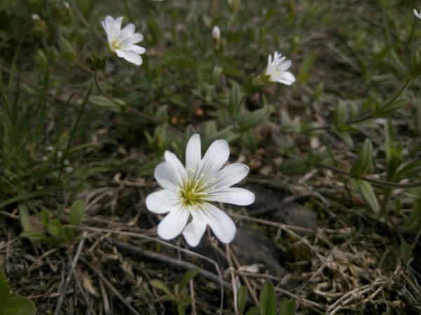 Stopped a moment - My, Macro photography, The photo, Beautiful, 