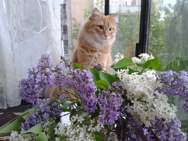 Bouquet with a cat - My, The photo, cat, Lilac