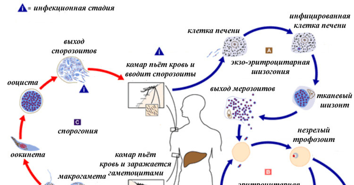 Тяжелое течение малярии ассоциируется с возбудителем. Plasmodium falciparum жизненный цикл. Цикл развития плазмодия. Цикл развития малярийного плазмодия. Жизненный цикл плазмодия схема.