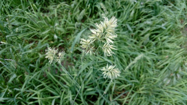 Grass near the house. green tall grass - Cereals, My, 