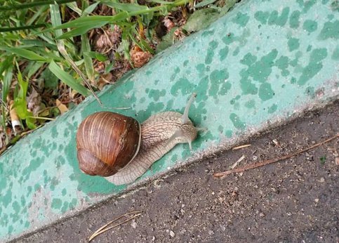 Huge snail found in the suburbs - Snail, Achatina, Подмосковье, news