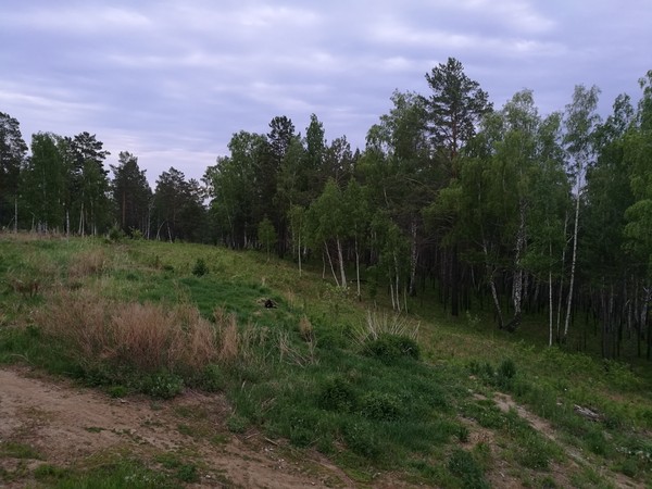 Summer in Siberia - My, Summer, Siberia, Irkutsk, View from the window, Nature, beauty