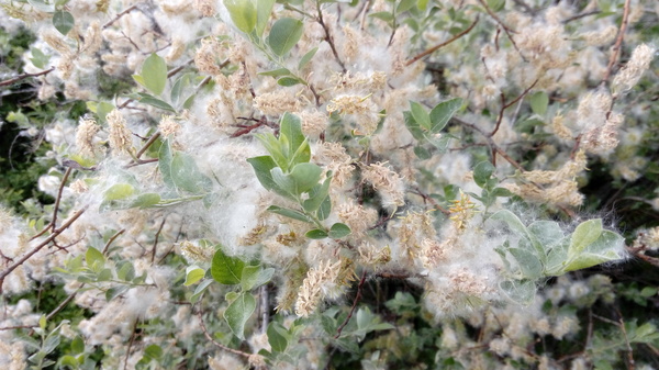 Willow in June - My, Pussy willow, Fluff