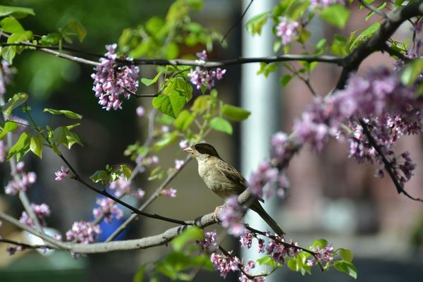 On a summer evening. - Summer, Birds, My