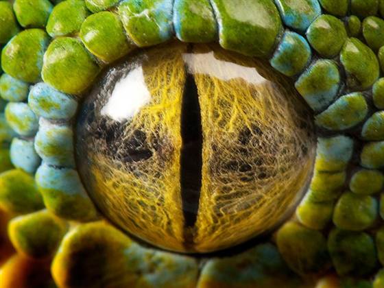 Eyes of reptiles and amphibians. - The photo, Eyes, Reptiles, Zanamiclub, Longpost