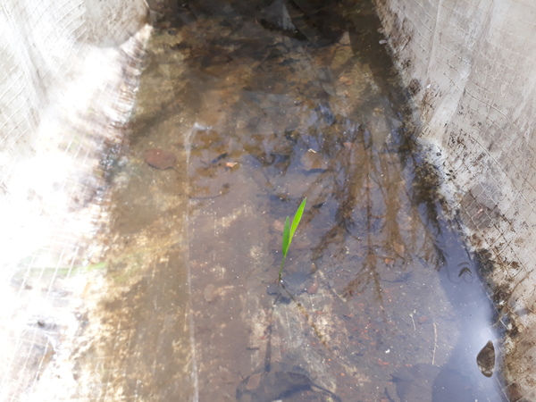 At the cottage, wheatgrass sprouted through the bath and the film - My, Grass, Dacha, 