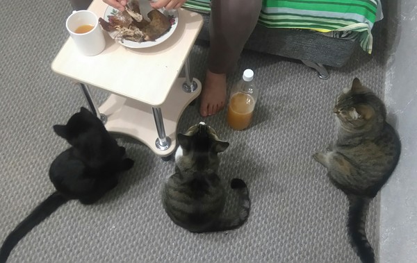 Regular dinner :) - My, Dinner, Grilled chicken, cat