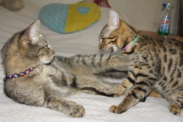 Tranquility and serenity. - cat, Bengal cat, My