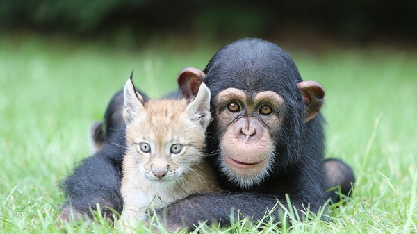 Friends :) - The photo, Animals, Chimpanzee, Lynx, friendship