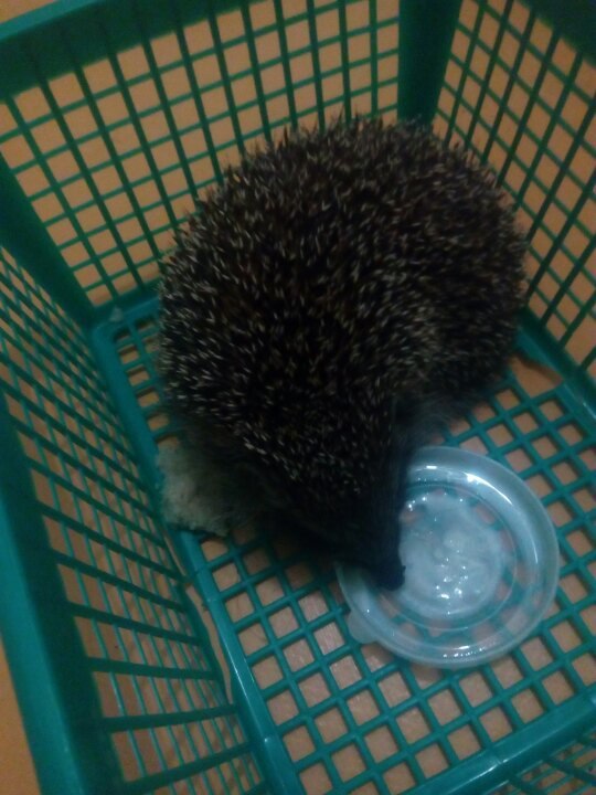 Hedgehog Rescue - My, Hedgehog, Help