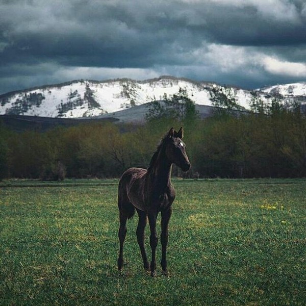 Horse - Chemal, Altai, Horses, The mountains, Altai Republic