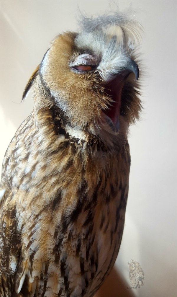 I guess I'm not a very interesting conversationalist... - My, Owl, Kerby, Boredom, Companion, Animals, Yawn