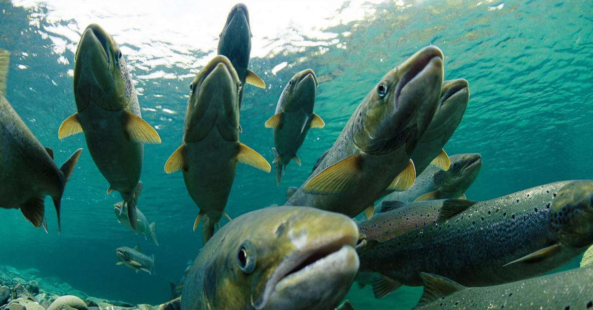 Форель в пресных водах. Лососевые рыбы Балтийского моря. Кумжа рыба Сахалин. Атлантический лосось нерест. Промысловые рыбы лососевых Сахалина.