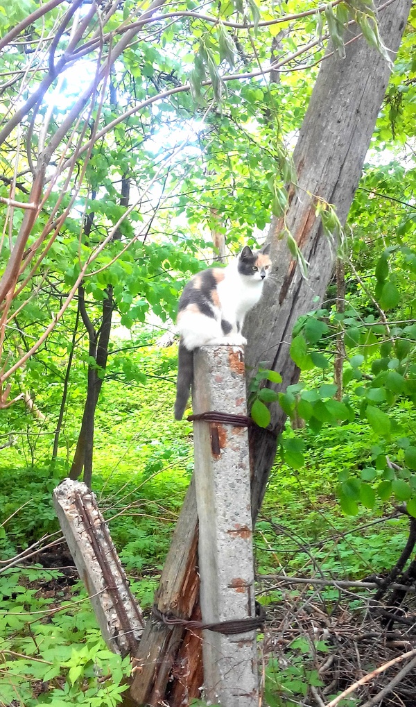 Turtle - My, The photo, cat, Nature, Longpost