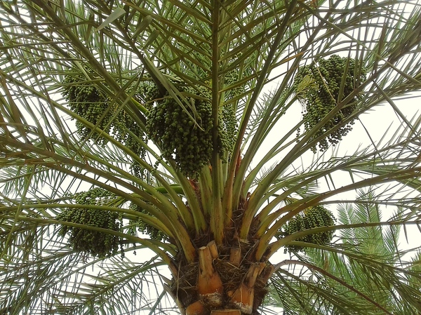 Dates - My, Proper nutrition, Nutrition, Dates, Palm trees, Harvest, UAE, East