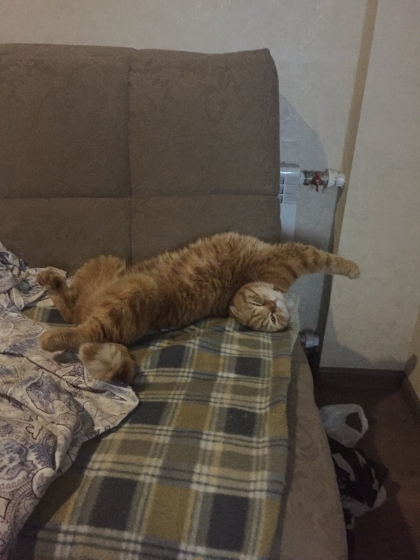 How can you sleep in this position? - My, cat, Dream, Baldezh, Sofa, Redheads