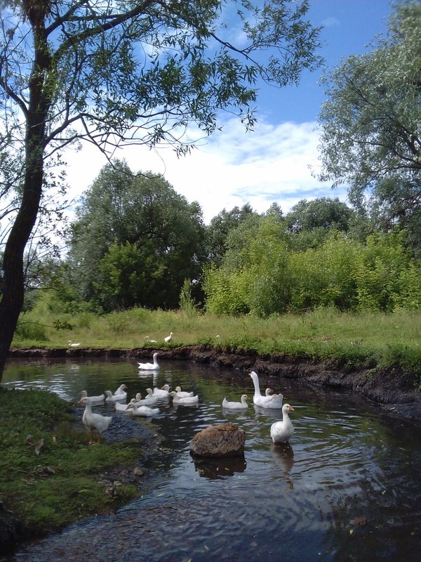 Summer, summer...... - My, , Summer, Longpost, Good weather