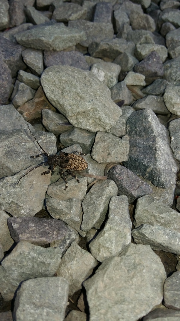 Help identify the beetle. - My, Жуки, Unfamiliar, Primorsky Krai, Longpost