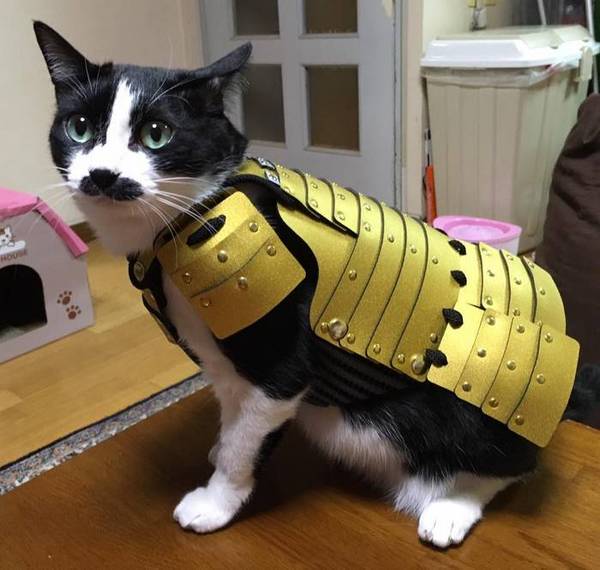 Samurai armor for cats and dogs - cat, Dog, Armor, Armor, Samurai, Longpost