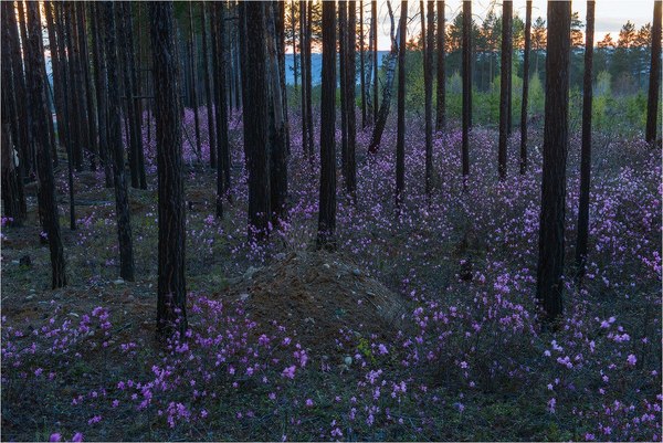 Flowering rosemary looks mystical in the evening forest. - Bagulnik, Forest, Flowers, , Lilac, Evening