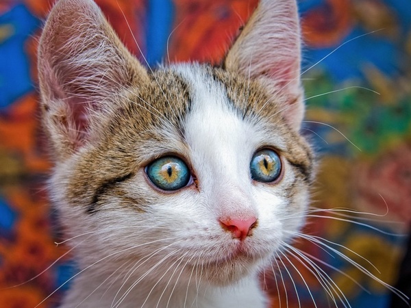 purring eyes - cat, Catomafia, Eyes, Cats and kittens