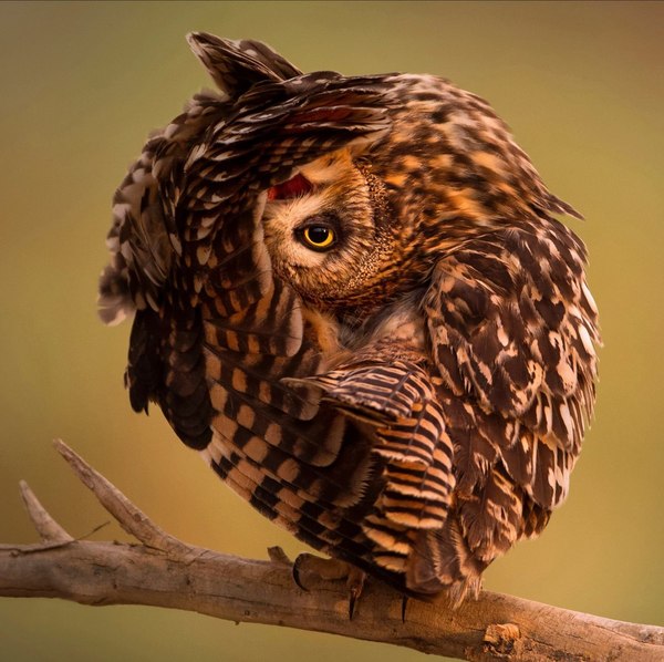 behind the tail - Owl, Tail, Branch