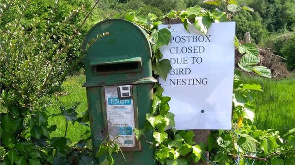 What to do, summer... - Mailbox, Birds, Nesting
