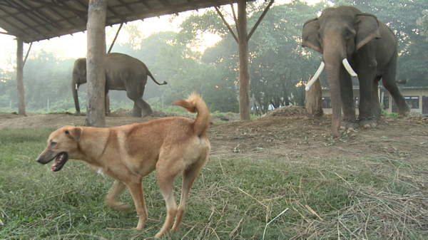 How to enter paradise on an elephant's hump: riding and swimming in the Nepalese Chitwan. Part 2 - My, Nepal, Chitwan, Elephants, Reserve, Video, Longpost, Reserves and sanctuaries