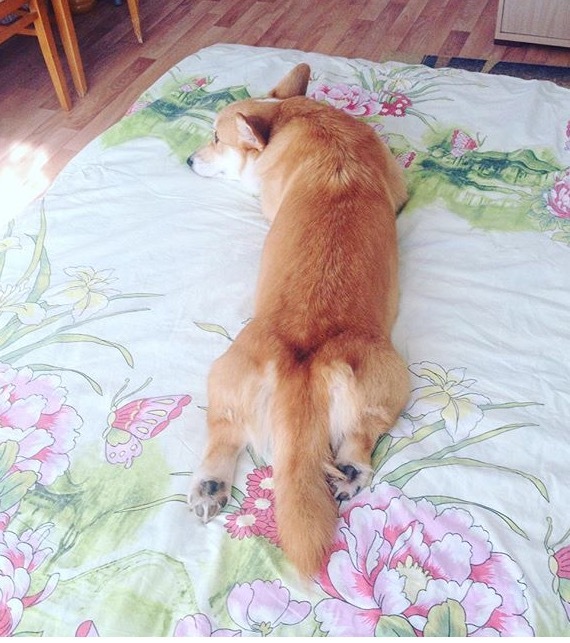 While there are no owners... - Dog, Welsh corgi pembroke, Corgi