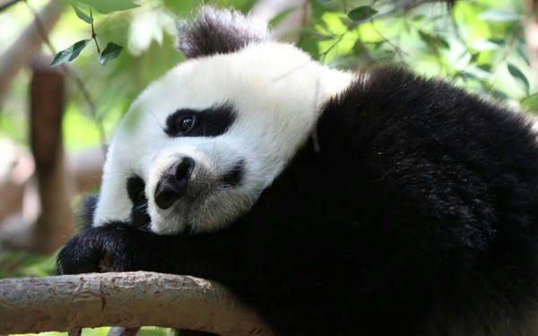 That feeling when you wake up 10 minutes before your alarm - Sadness, Resentment, Not enough sleep, Routine, Panda